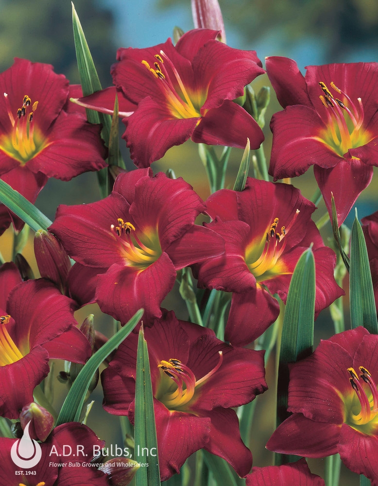 Wholesale Hemerocallis Compact Rebloomer 'Pardon Me' (Ships in Spring) - Daylily | A.D.R. Bulbs