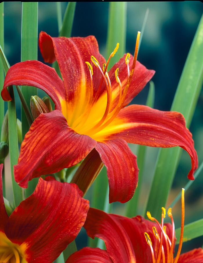 Wholesale Hemerocallis Rajah (Ships in Spring) - Daylily | A.D.R. Bulbs