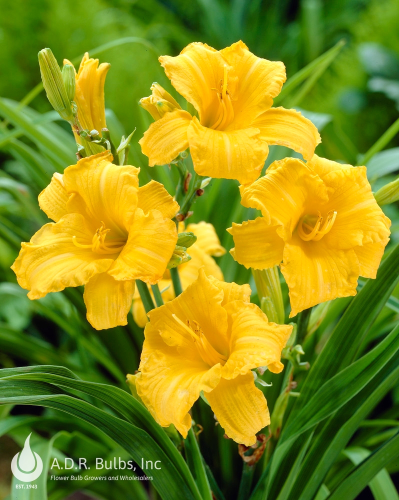 Wholesale Hemerocallis Compact Rebloomer 'Stella d'Oro' (Ships in Spring) - Daylily | A.D.R. Bulbs