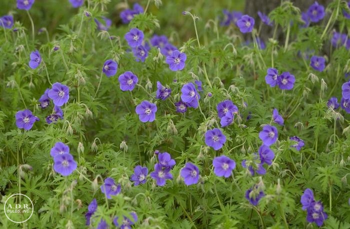 Wholesale Geranium Brookside (Ships in Spring) - Geranium | A.D.R. Bulbs