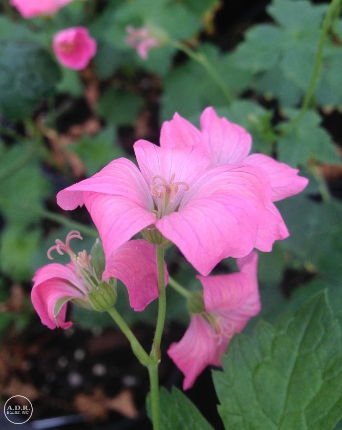 Wholesale Geranium Endresii Wargrave Pink (Ships in Spring) - Geranium | A.D.R. Bulbs