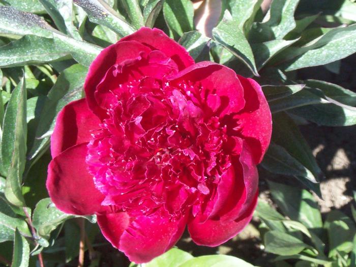 Wholesale Paeonia Benjamin Franklin (Ships in Spring) - Peony | A.D.R. Bulbs