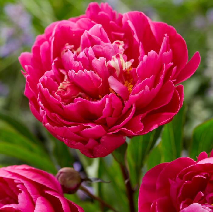 Paeonia Karl Rosenfeld (Ships in Spring) Garden Peony from ADR Bulbs