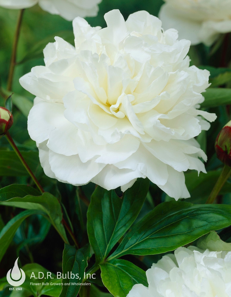 Wholesale Paeonia Shirley Temple (Ships in Spring) - Peony | A.D.R. Bulbs