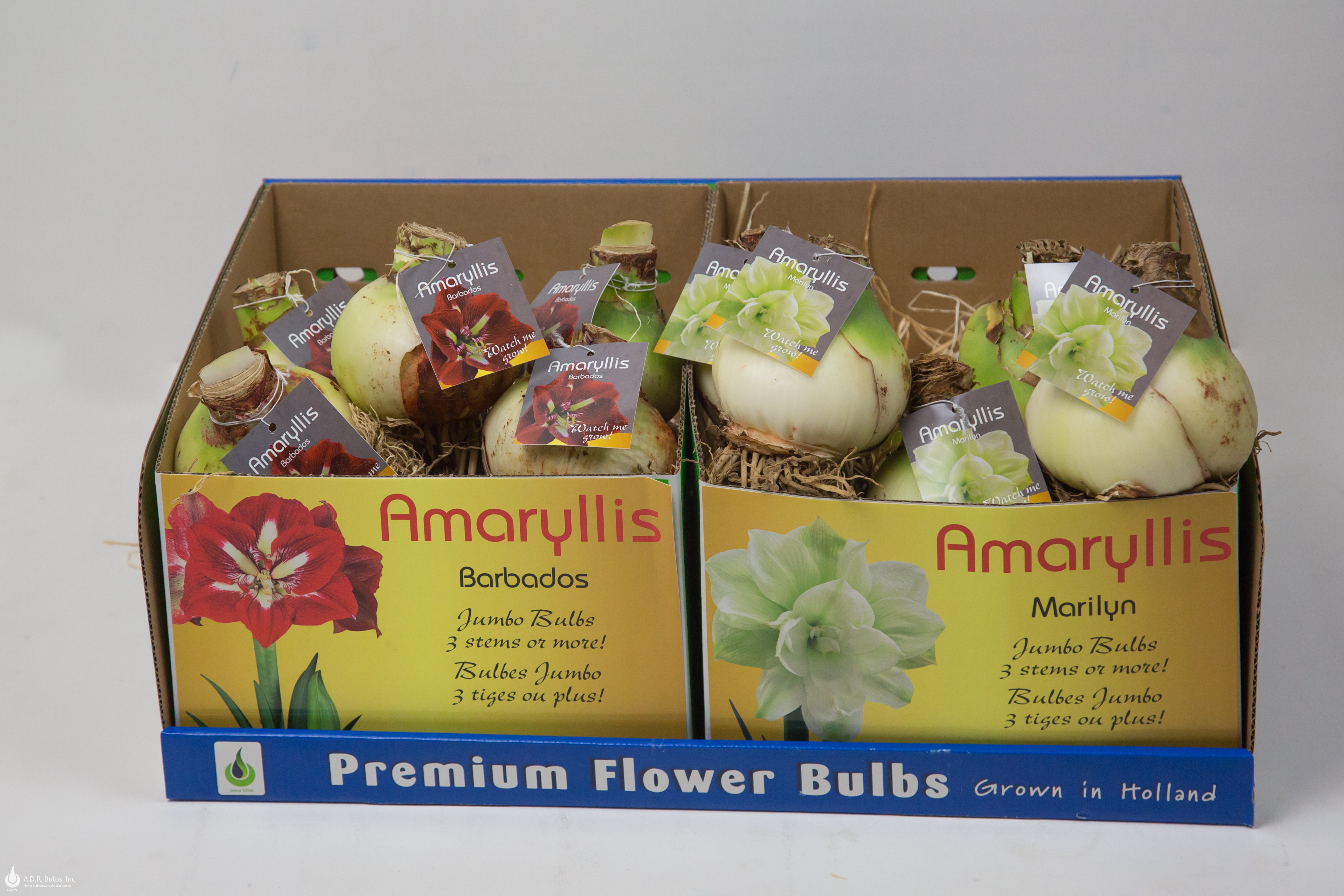 Wholesale Amaryllis Assorted 'Exhibition Size Amaryllis' - Amaryllis | A.D.R. Bulbs