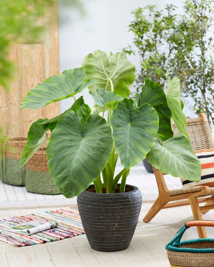 Wholesale Colocasia Esculenta (Ships in Spring) - Elephant Ear | A.D.R. Bulbs