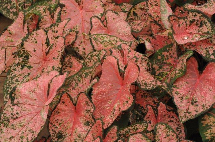 Wholesale Caladium Fancy Leaf 'Pink Beauty' (Ships in Spring) - Caladium | A.D.R. Bulbs