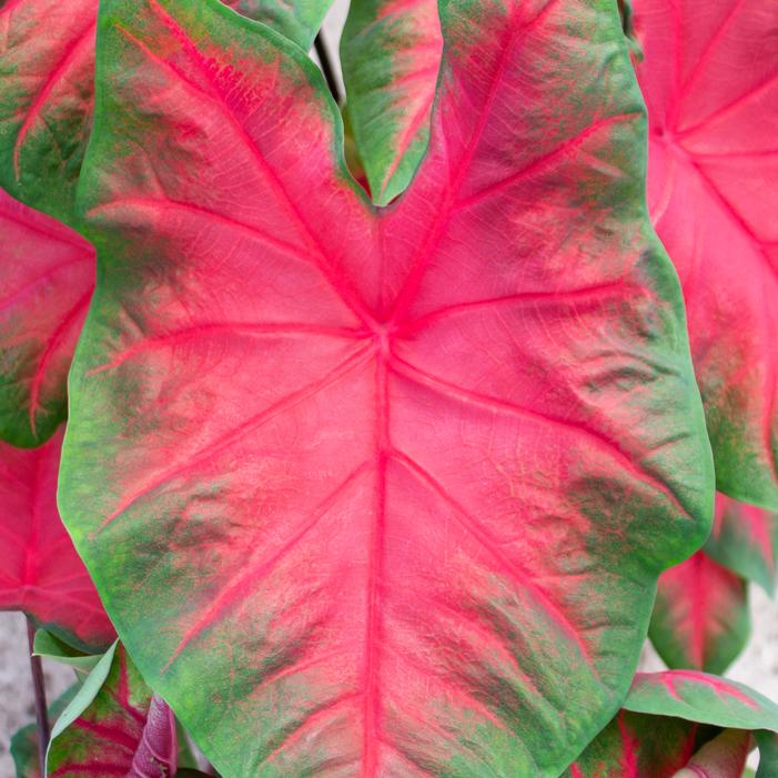 Wholesale Caladium Fancy Leaf 'Frieda Hemple' (Ships in Spring) - Caladium | A.D.R. Bulbs