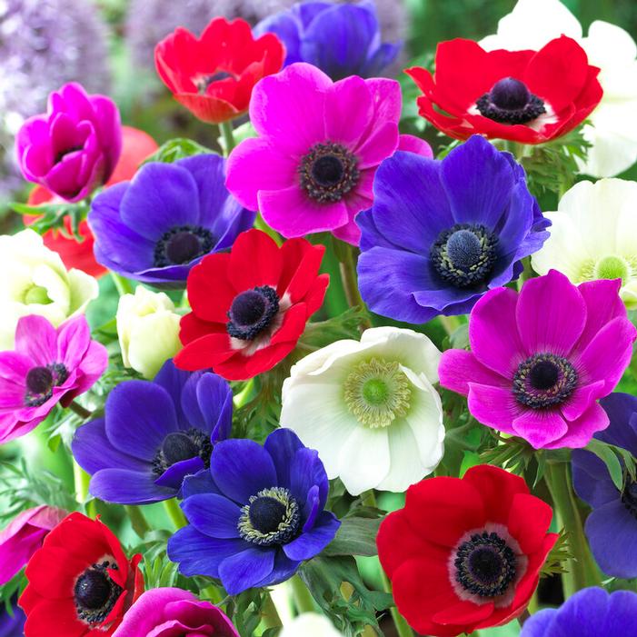 Anemone Coronaria 'De Caen Mix (Single)' Anemone from ADR Bulbs