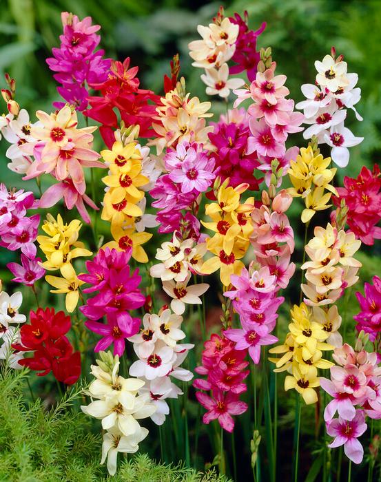 Wholesale Ixia Mixed (Ships in Spring) - Ixia | A.D.R. Bulbs