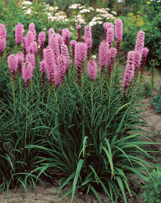 Wholesale Liatris Spicata (Ships in Spring) - Liatris | A.D.R. Bulbs