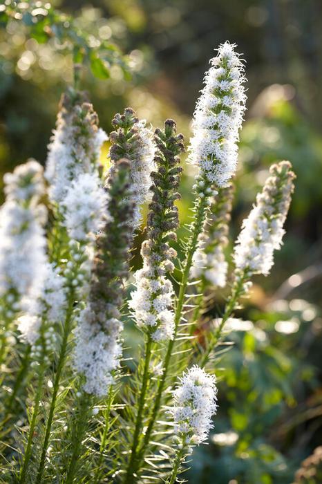 Wholesale Liatris Spicata Alba (Ships in Spring) - Liatris | A.D.R. Bulbs