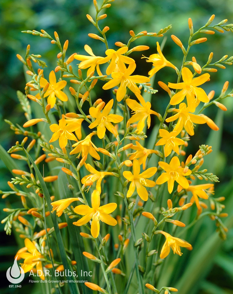 Wholesale Crocosmia George Davidson (Ships in Spring) - Crocosmia | A.D.R. Bulbs