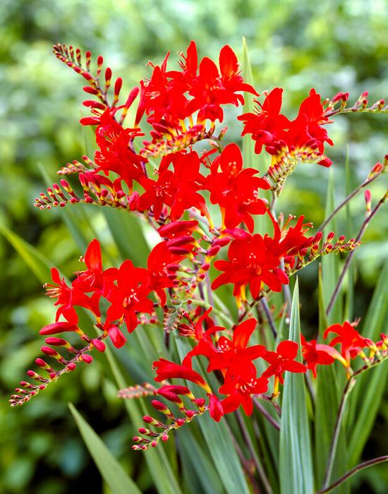 Wholesale Crocosmia Lucifer (Ships in Spring) - Crocosmia | A.D.R. Bulbs