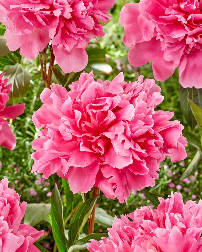 Wholesale Paeonia Kansas (Ships in Spring) - Peony | A.D.R. Bulbs