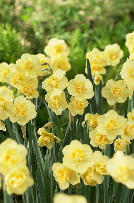 Narcissi Bunch Flowering Yellow Cheerfulness Daffodil From Adr Bulbs