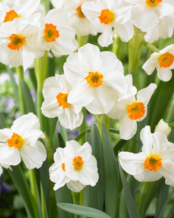 Wholesale Narcissi Bunch Flowering 'Geranium' - Daffodil | A.D.R. Bulbs