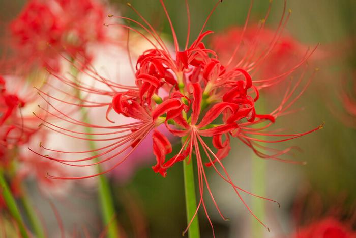 Wholesale Lycoris Spider Lily 'Radiata' - Lycoris | A.D.R. Bulbs