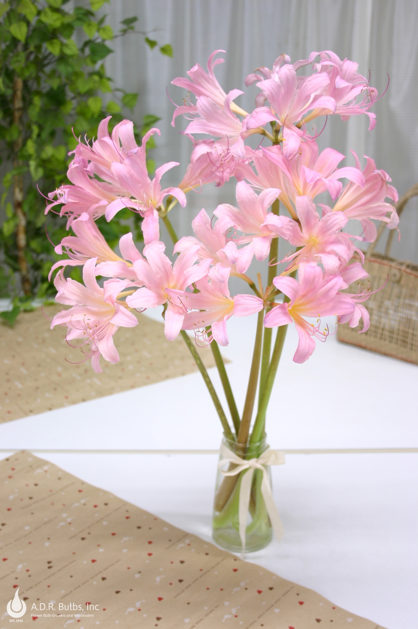 Wholesale Lycoris Spider Lily 'Squamigera' - Lycoris | A.D.R. Bulbs