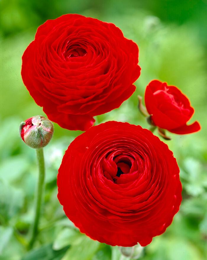 Wholesale Ranunculus Aviv 'Red' - Ranunculus | A.D.R. Bulbs