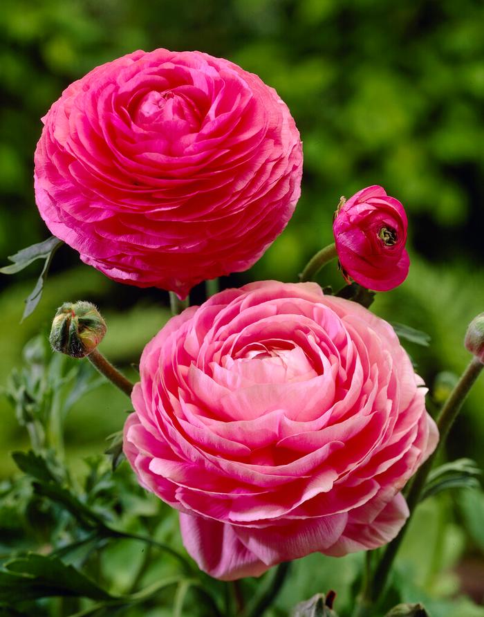 Wholesale Ranunculus Aviv 'Pink' - Ranunculus | A.D.R. Bulbs