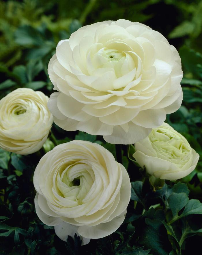 Wholesale Ranunculus Aviv 'White' - Ranunculus | A.D.R. Bulbs