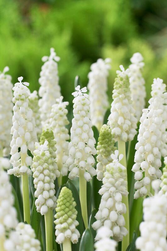 Wholesale Muscari Botryoides Album - Grape Hyacinth | A.D.R. Bulbs