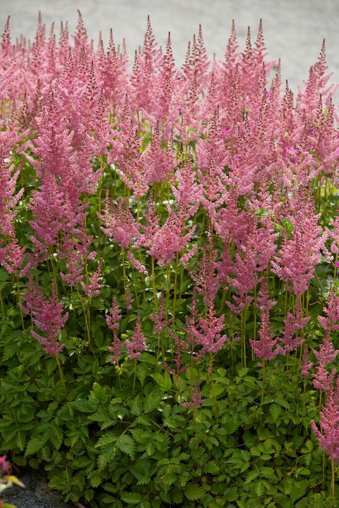 Wholesale Astilbe Visions in Pink (Ships in Spring) - Astilbe | A.D.R. Bulbs