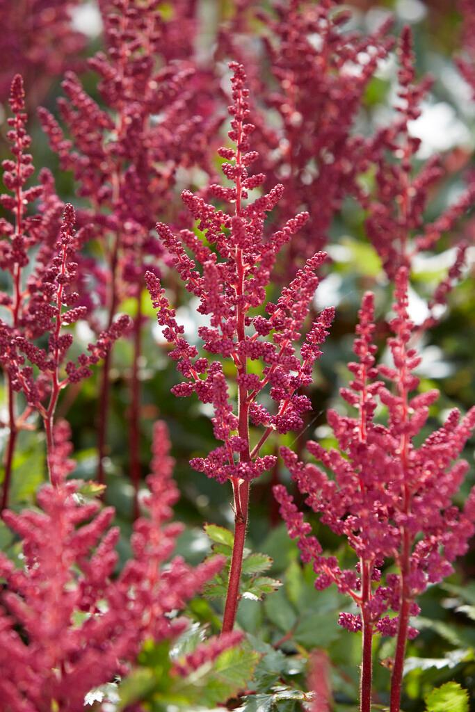 Wholesale Astilbe Visions in Red (Ships in Spring) - Astilbe | A.D.R. Bulbs