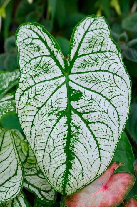 Wholesale Caladium Fancy Leaf 'Candidum' (Ships in Spring) - Caladium | A.D.R. Bulbs