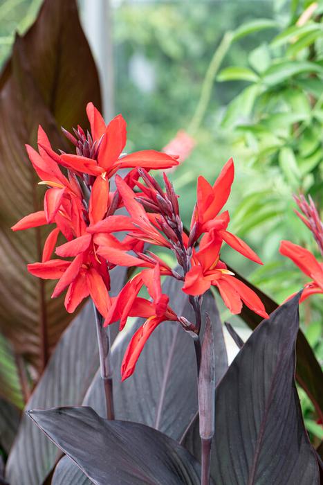 Wholesale Canna Tall Brown Leaf 'Black Knight' (Ships in Spring) - Canna | A.D.R. Bulbs