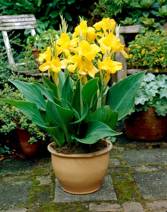 Wholesale Canna Tall Brown Leaf 'Yellow King Humbert' (Ships in Spring) - Canna | A.D.R. Bulbs