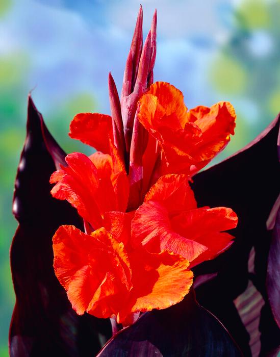 Wholesale Canna Tall Brown Leaf 'Red King Humbert' (Ships in Spring) - Canna | A.D.R. Bulbs