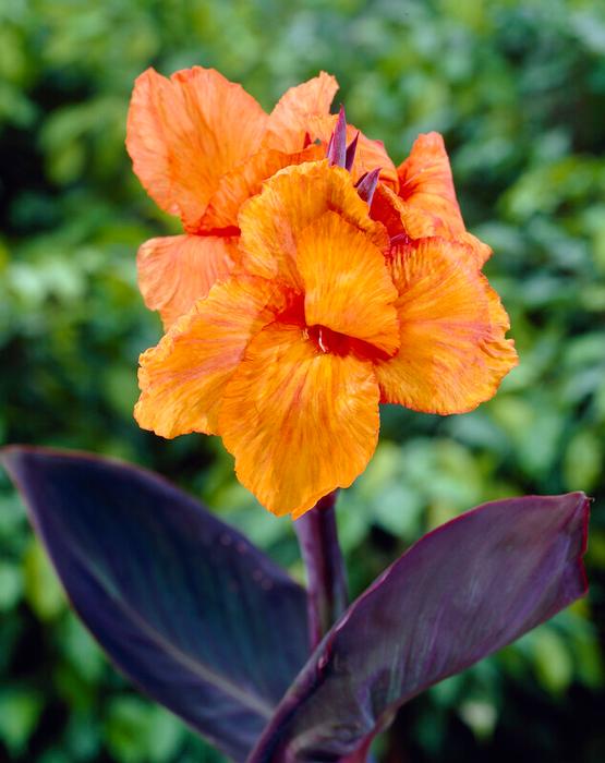 Wholesale Canna Tall Brown Leaf 'Wyoming' (Ships in Spring) - Canna | A.D.R. Bulbs
