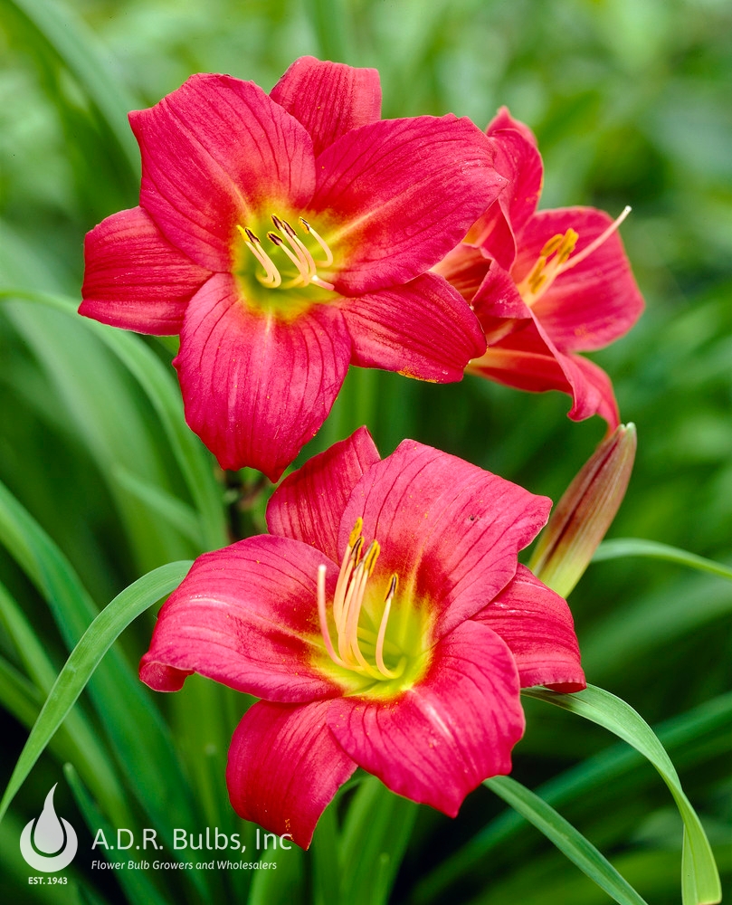 Wholesale Hemerocallis Compact Rebloomer 'Little Business' (Ships in Spring) - Daylily | A.D.R. Bulbs