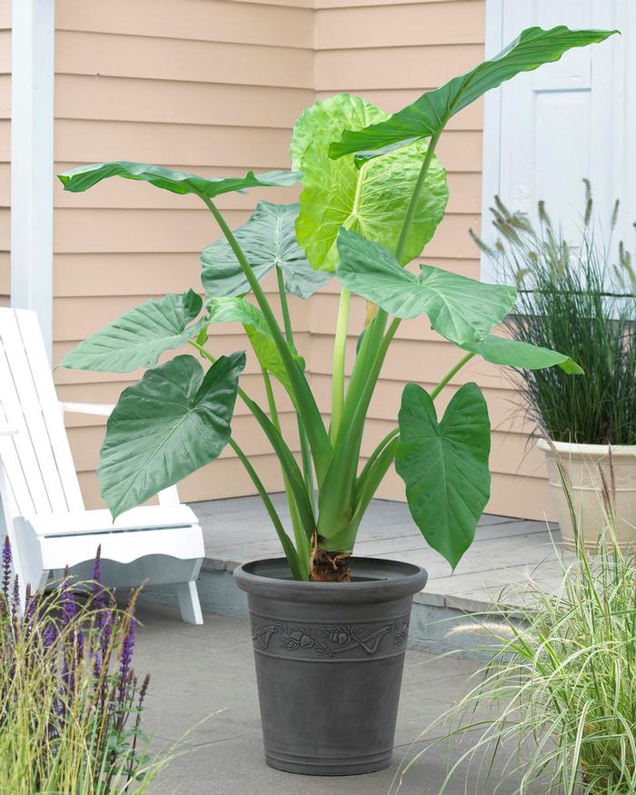 Wholesale Alocasia Upright 'Odora' (Macrorrhiza) (Ships in Spring) - Elephant Ear | A.D.R. Bulbs