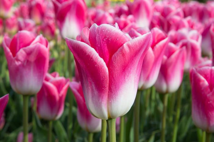 Wholesale Tulipa Triumph 'Dynasty' - Tulip | A.D.R. Bulbs
