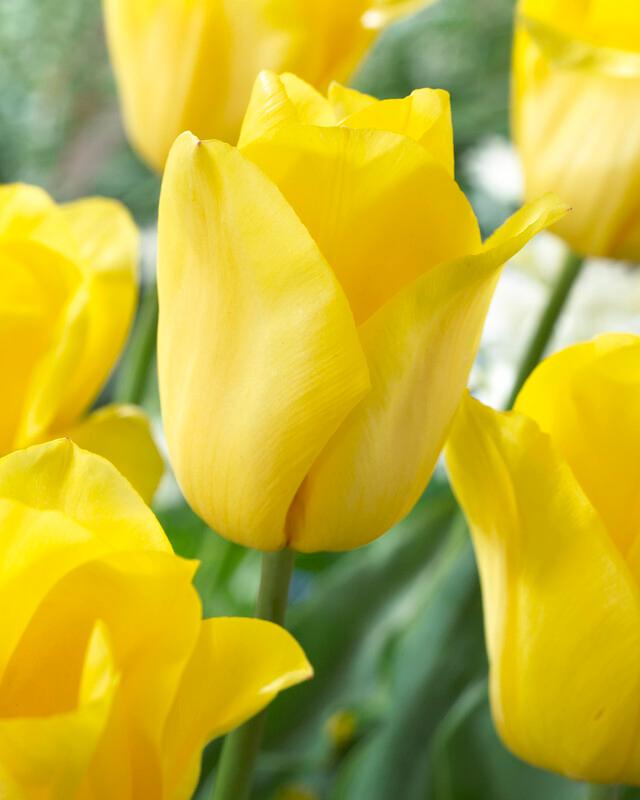 Wholesale Tulipa Triumph 'Strong Gold' - Tulip | A.D.R. Bulbs