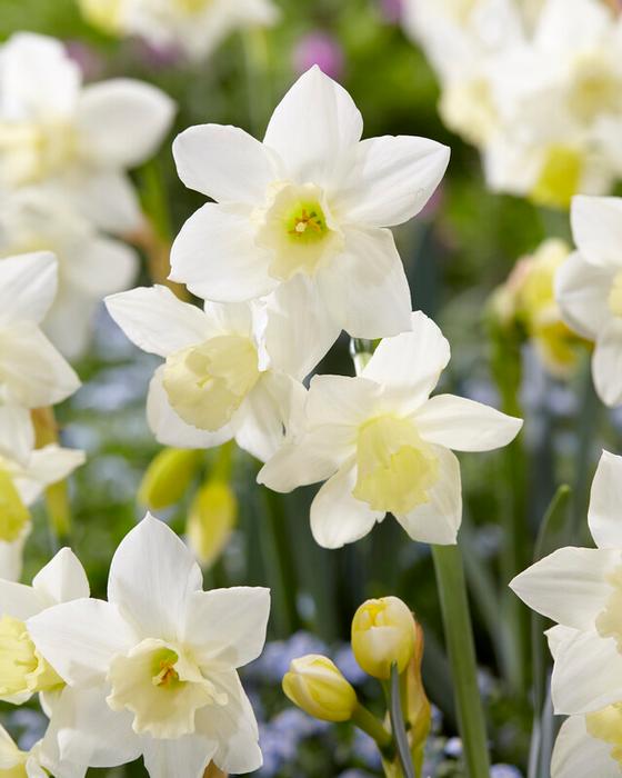 Wholesale Narcissi Miniature 'Pueblo' - Daffodil | A.D.R. Bulbs