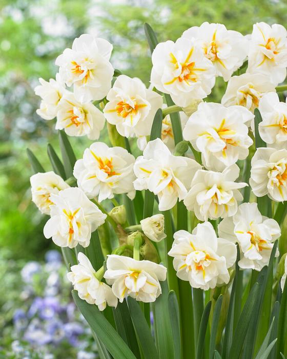 Wholesale Narcissi Bunch Flowering 'Sir Winston Churchill' - Daffodil | A.D.R. Bulbs