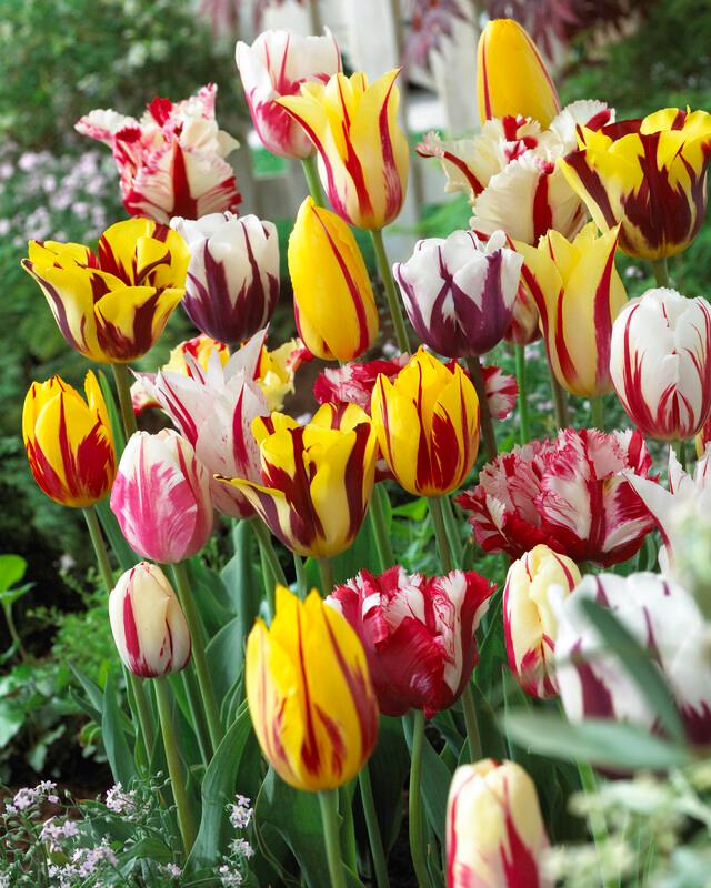 Wholesale Tulipa Single Late 'Rembrandt Mixture' - Tulip | A.D.R. Bulbs