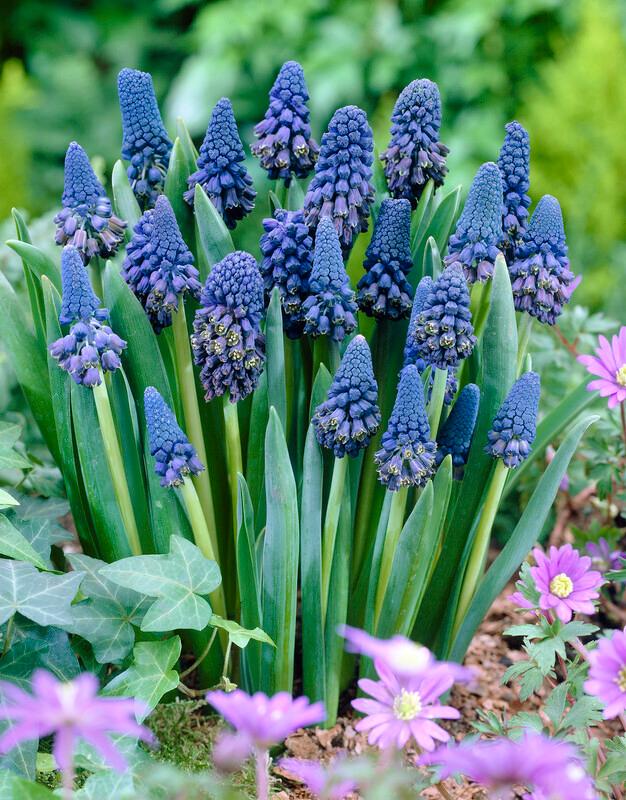 Wholesale Muscari Paradoxum - Grape Hyacinth | A.D.R. Bulbs