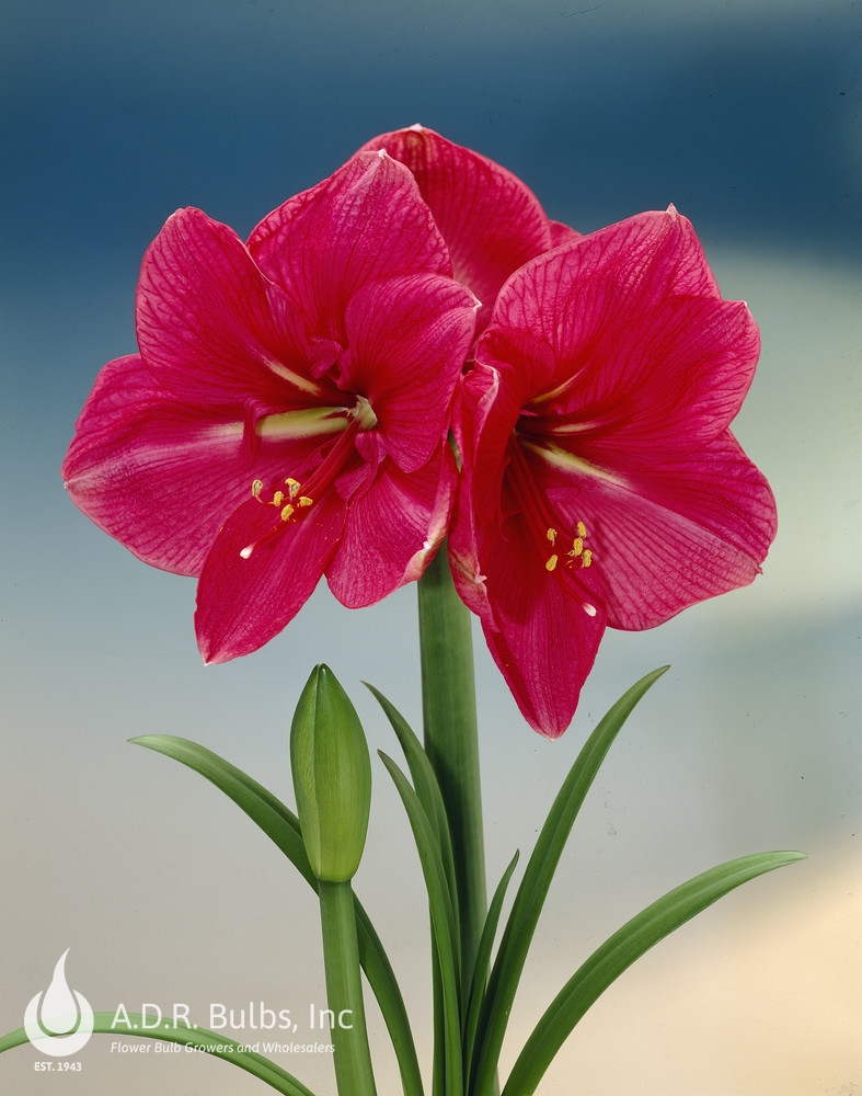 Amaryllis Dutch 'Hercules' Amaryllis from ADR Bulbs