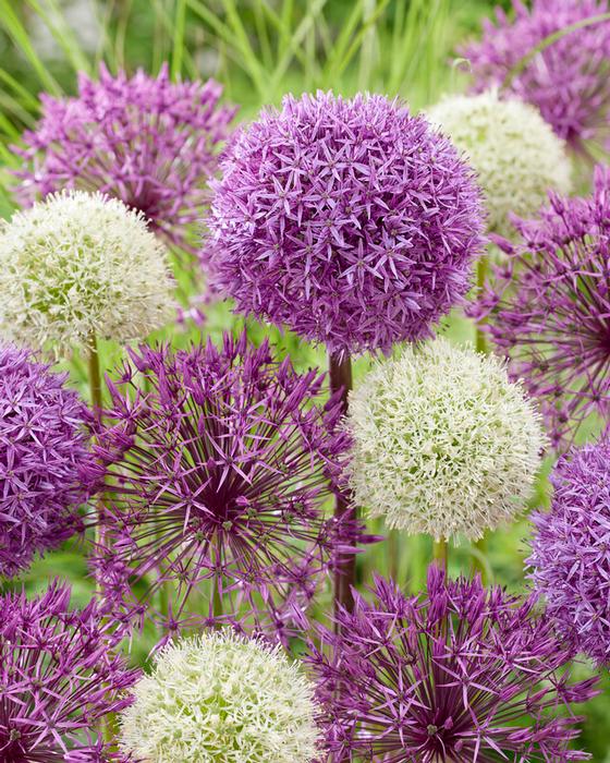 Wholesale Allium Giant 'Mixture' - Ornamental Onion | A.D.R. Bulbs