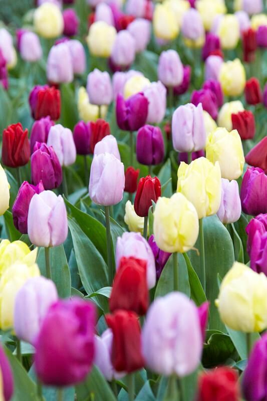 Wholesale Tulipa Single Early 'Prince Mixture' - Tulip | A.D.R. Bulbs