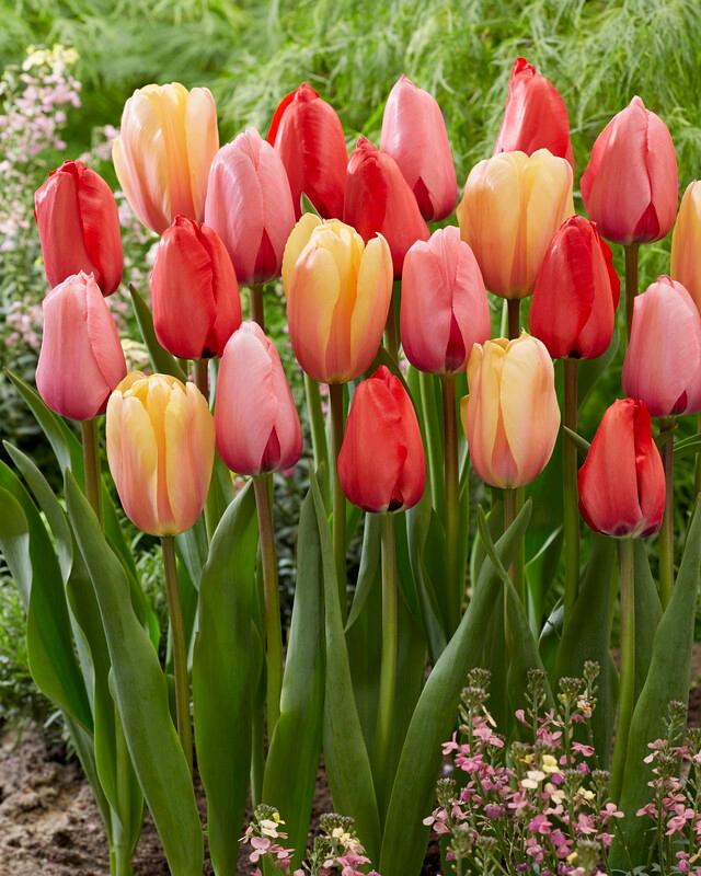 Wholesale Tulipa Darwin Hybrid 'Impression Mixture' - Tulip | A.D.R. Bulbs