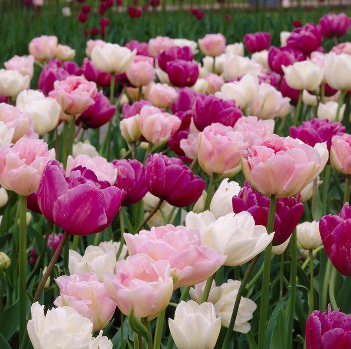 Wholesale Tulipa Double Late 'Romantic Mixture' - Tulip | A.D.R. Bulbs