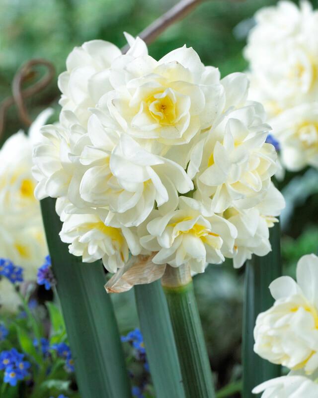 Wholesale Narcissi Tazetta 'Paperwhite Erlicheer' - Paperwhite | A.D.R. Bulbs