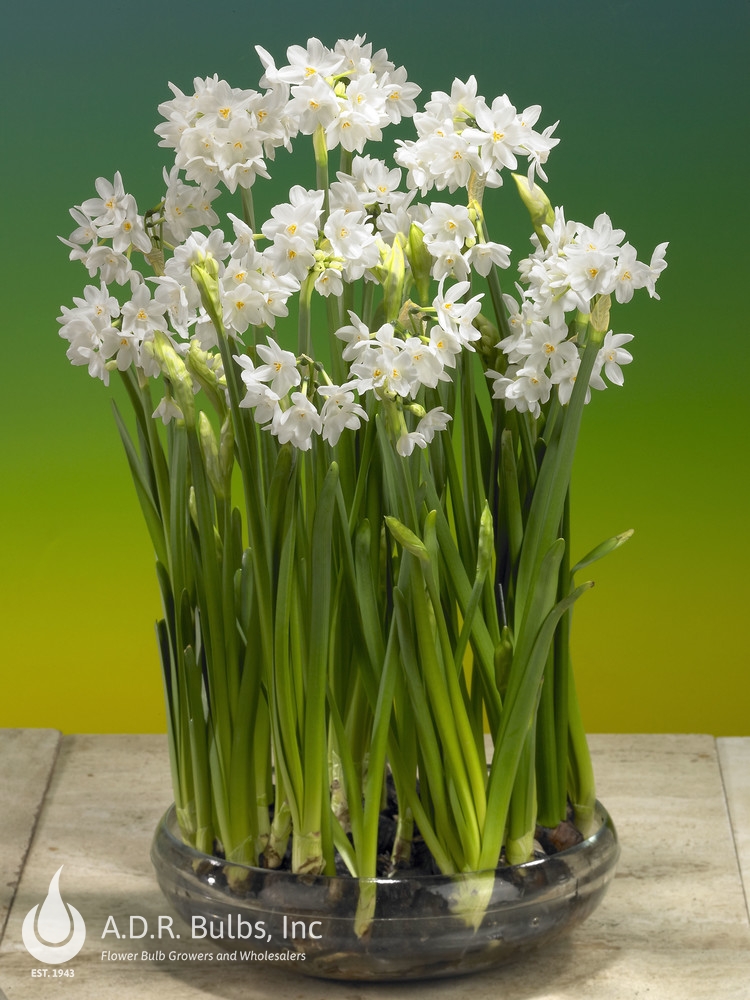 Wholesale Narcissi Tazetta 'Paperwhite Galilea' - Paperwhite | A.D.R. Bulbs