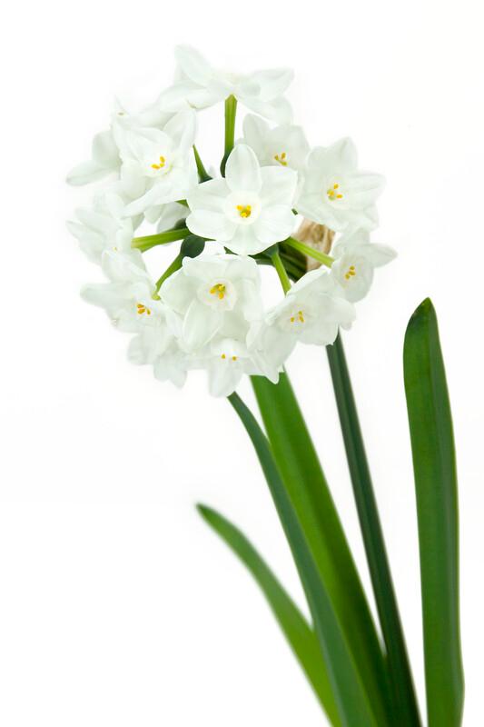 Wholesale Narcissi Tazetta 'Paperwhite Inbal' - Paperwhite | A.D.R. Bulbs